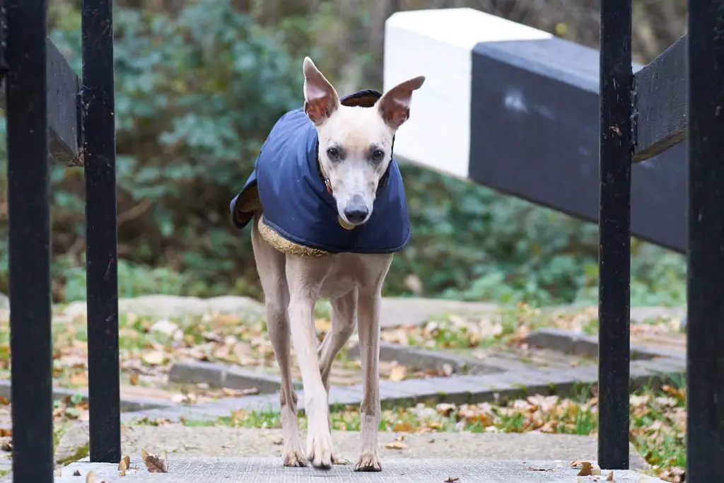 does my whippet need a coat?