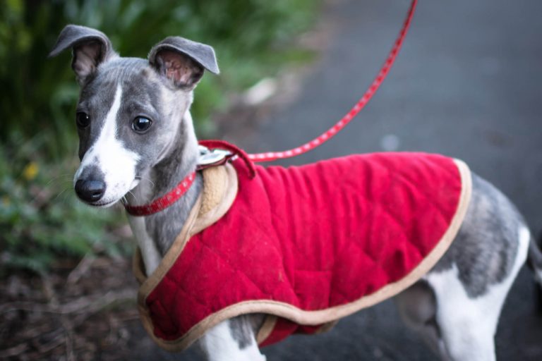 how-much-should-a-healthy-whippet-weigh-whippetcentral