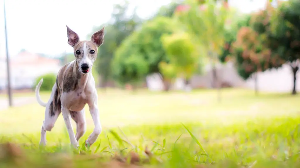 whippet puppy behaviour