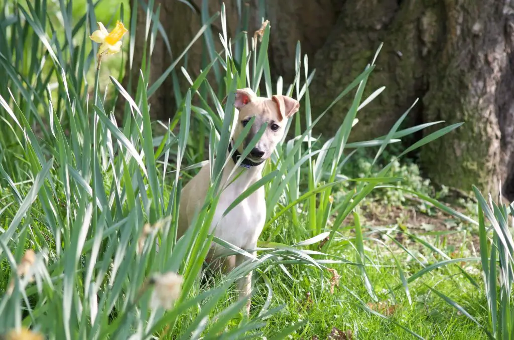 what to look for when buying a whippet puppy