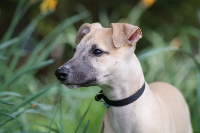 What To Look For When Buying A Whippet Puppy WhippetCentral