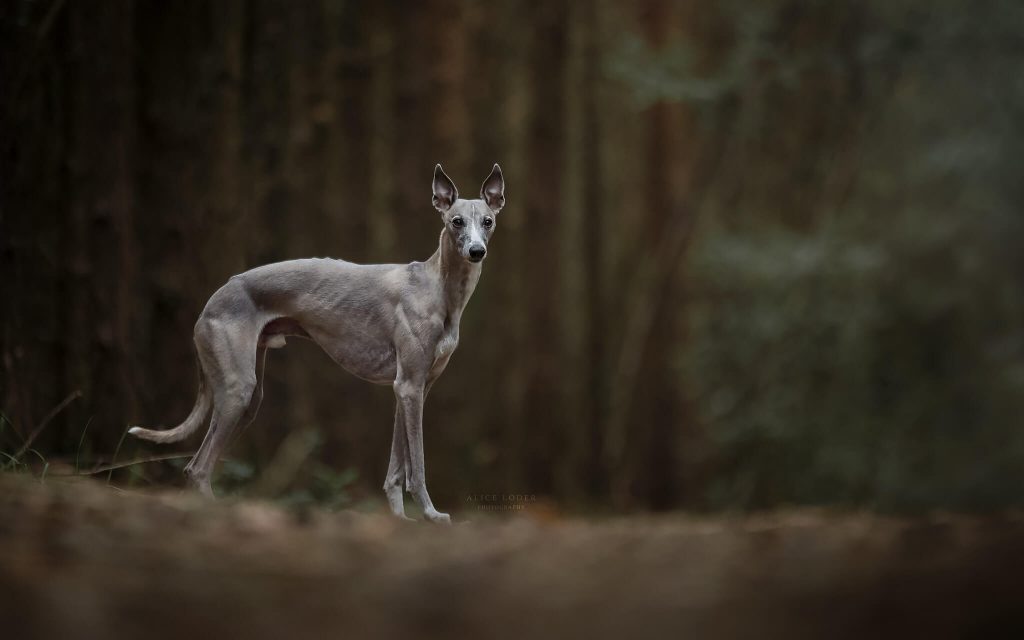 can whippets go on long walks?