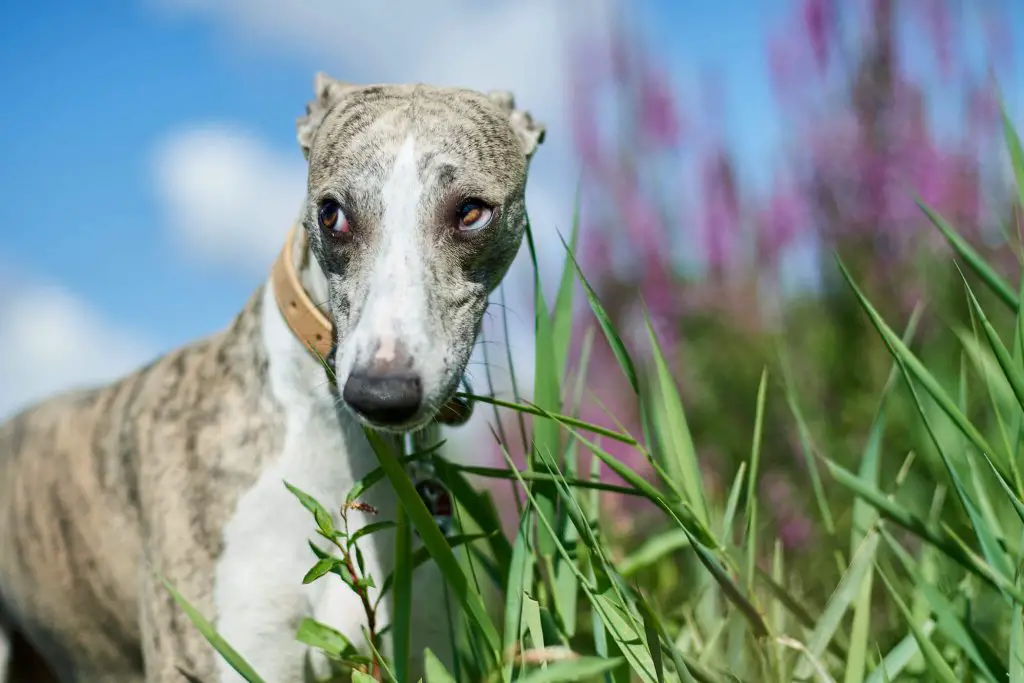 can whippets go on long walks?