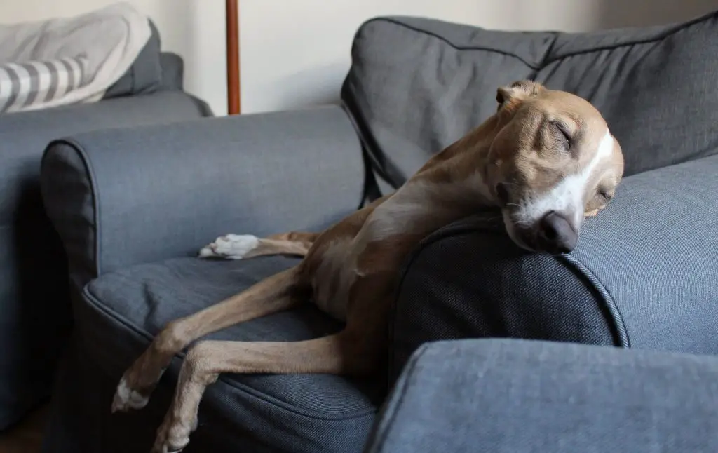 how to cope with a naughty whippet