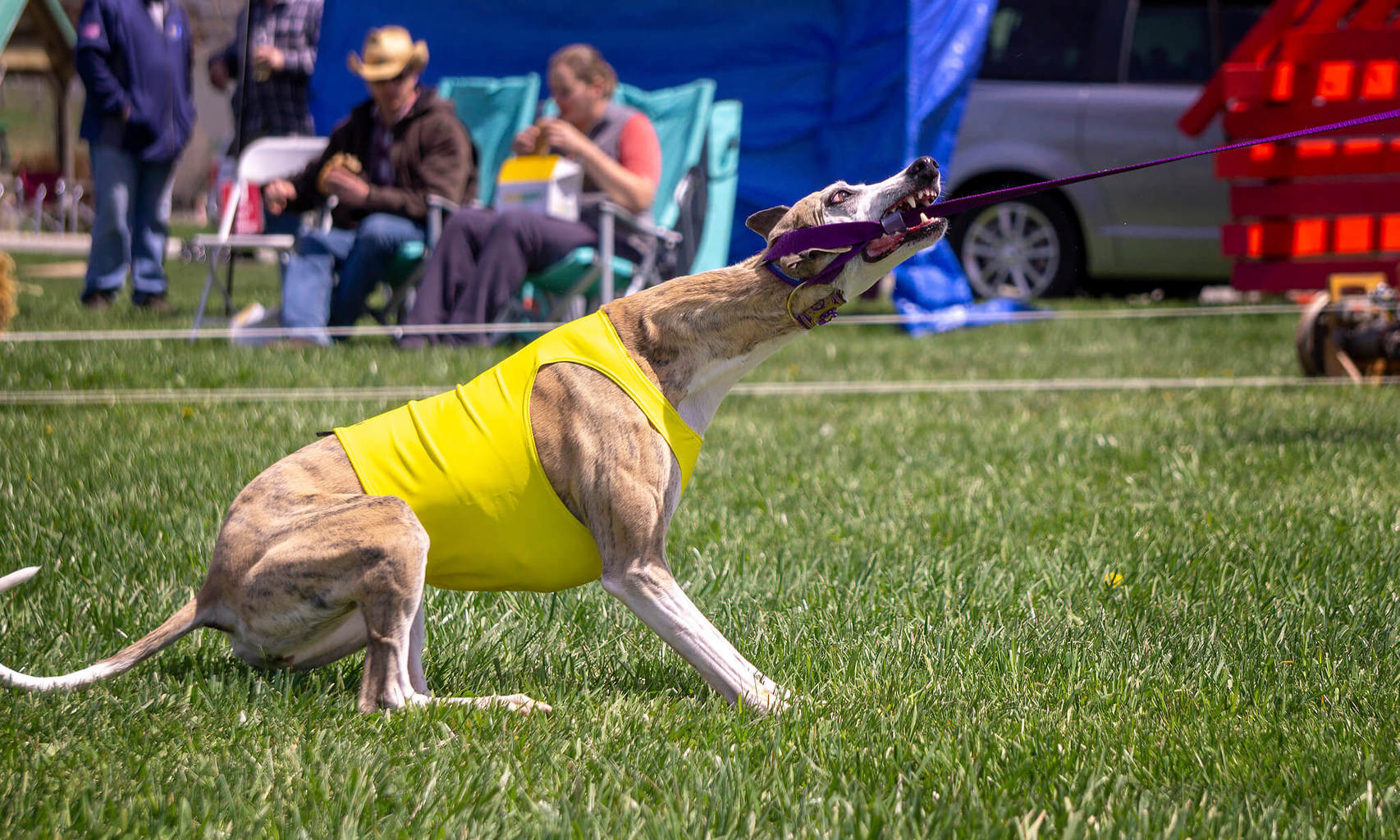 Should My Whippet Be Muzzled? WhippetCentral