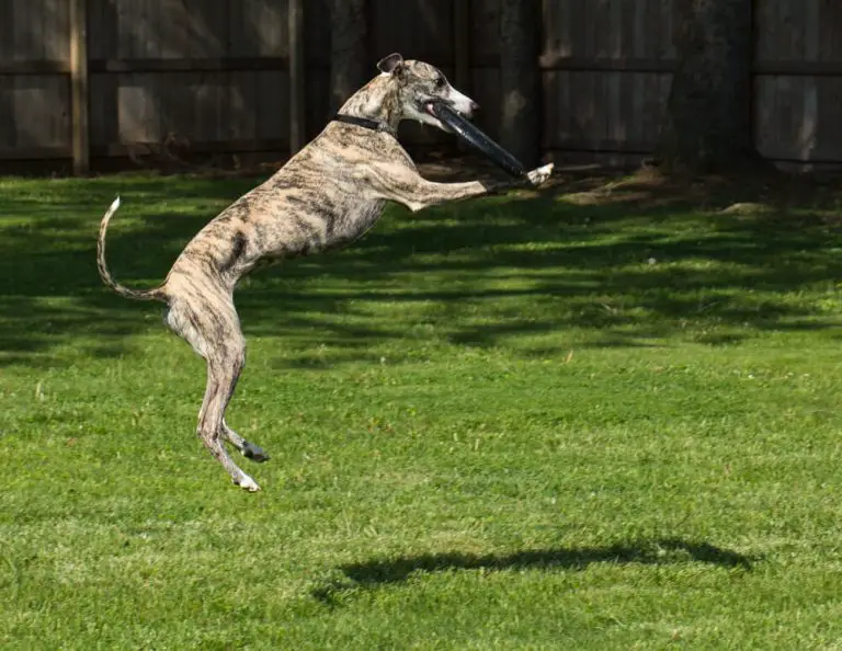 How To Find The Best Whippet Breeders WhippetCentral