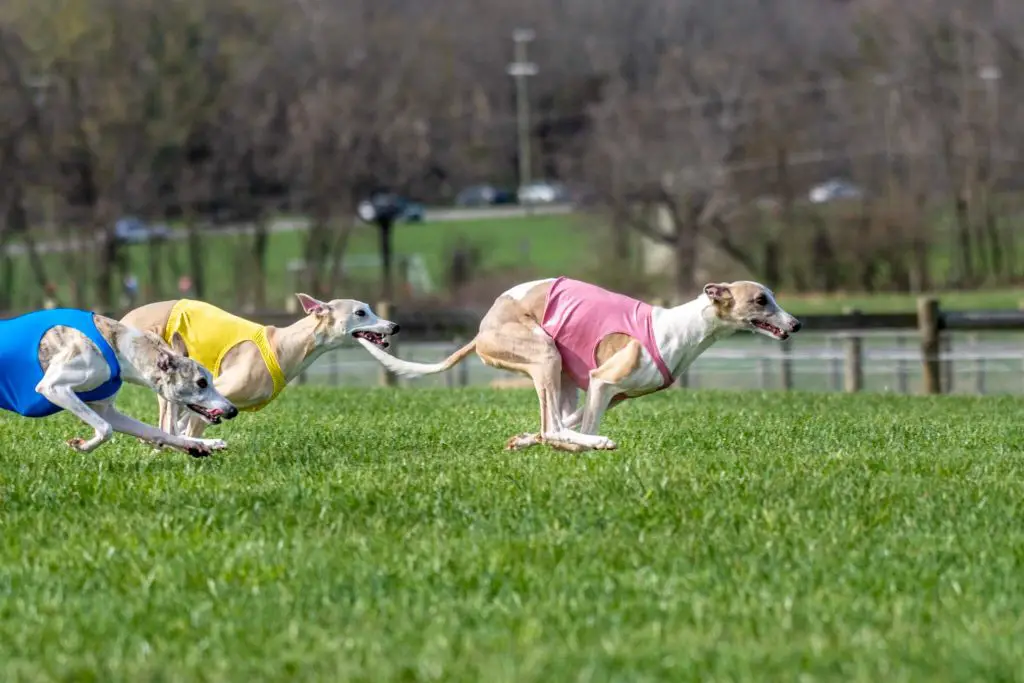 how to find the best whippet breeders