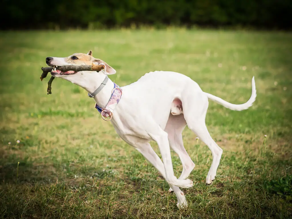 are whippets good sprinters?