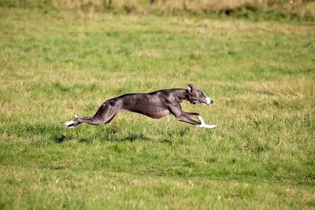 are whippets good sprinters?