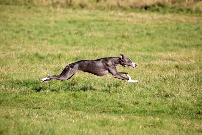 Are Whippets Good Sprinters? - WhippetCentral