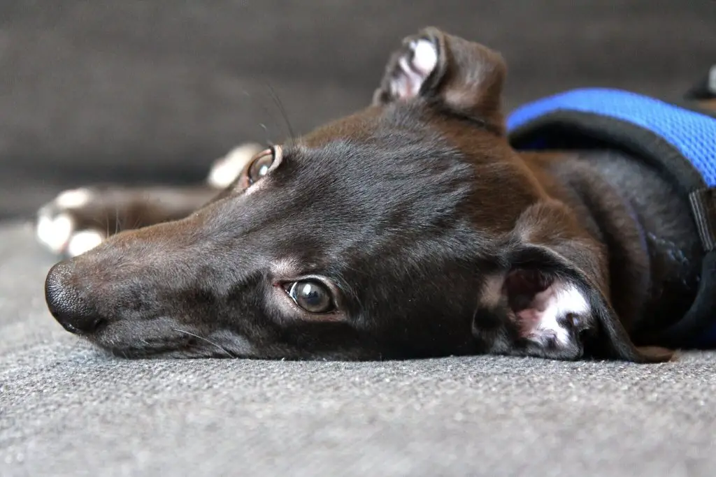 when to start training a whippet puppy