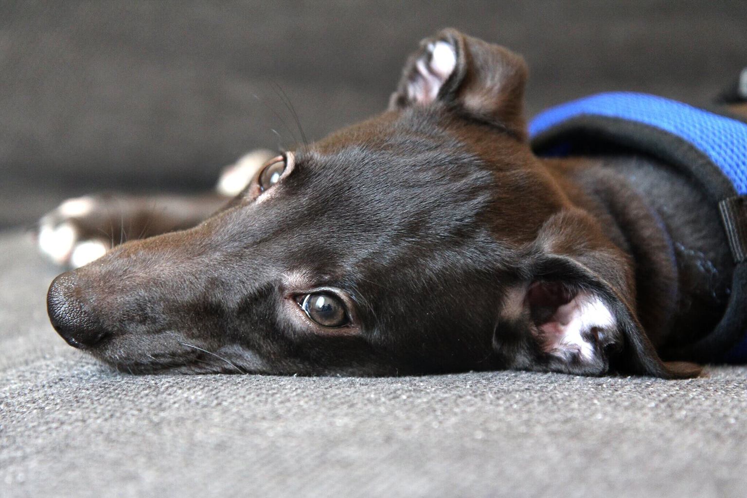 When To Start Training A Whippet Puppy - WhippetCentral