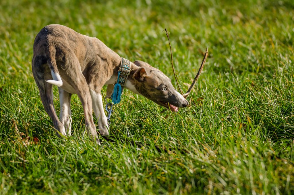 when to start training a whippet puppy