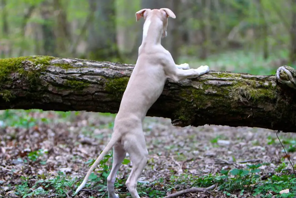 how much do whippet puppies cost