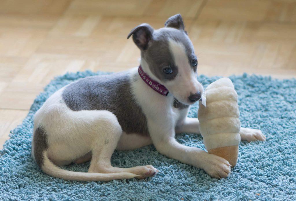 the ultimate whippet puppy survival guide