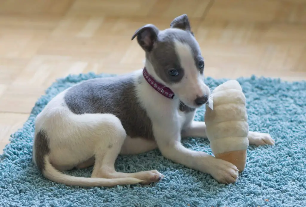 the ultimate whippet puppy survival guide