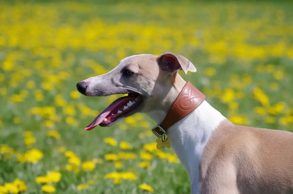 are whippets affectionate dogs?