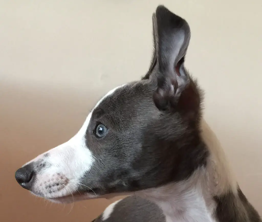 can whippets have blue eyes?