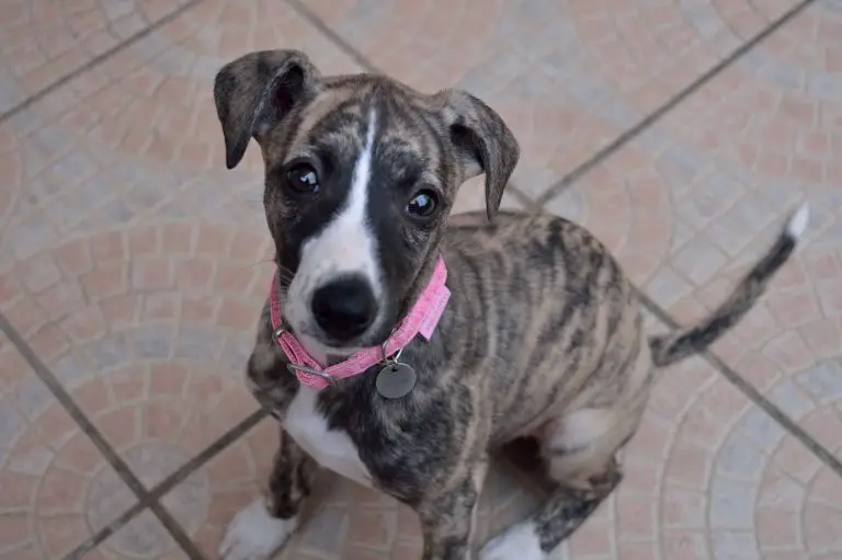 How To Crate Train Your Whippet WhippetCentral