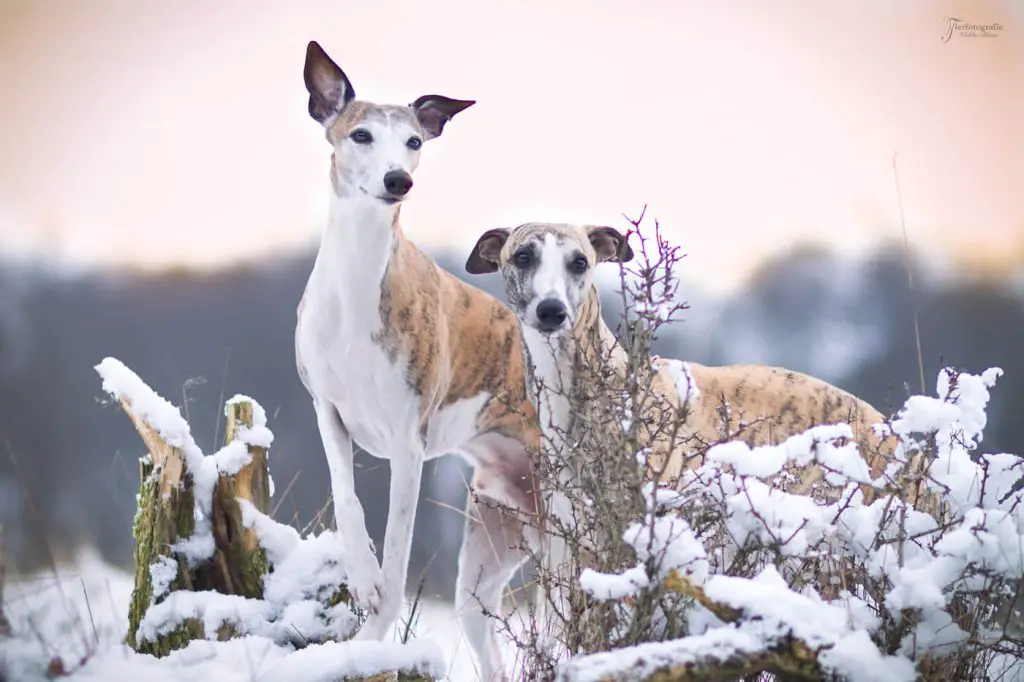 should i choose a male or female whippet