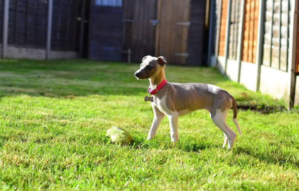 how to potty train a whippet