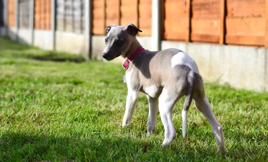 are whippet puppies destructive?