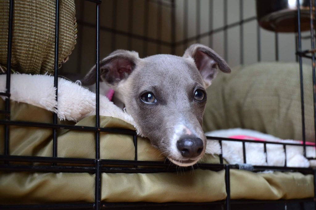 how to crate train your whippet