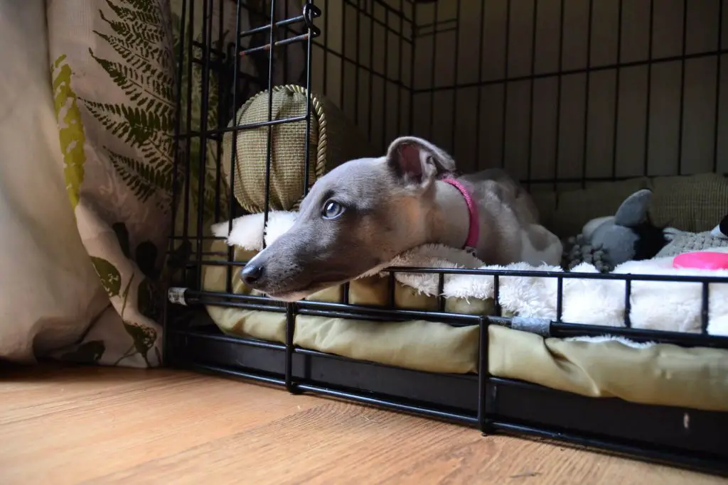 are whippets lazy dogs?