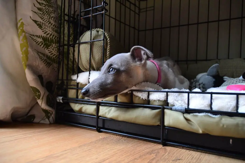 are whippet puppies lazy