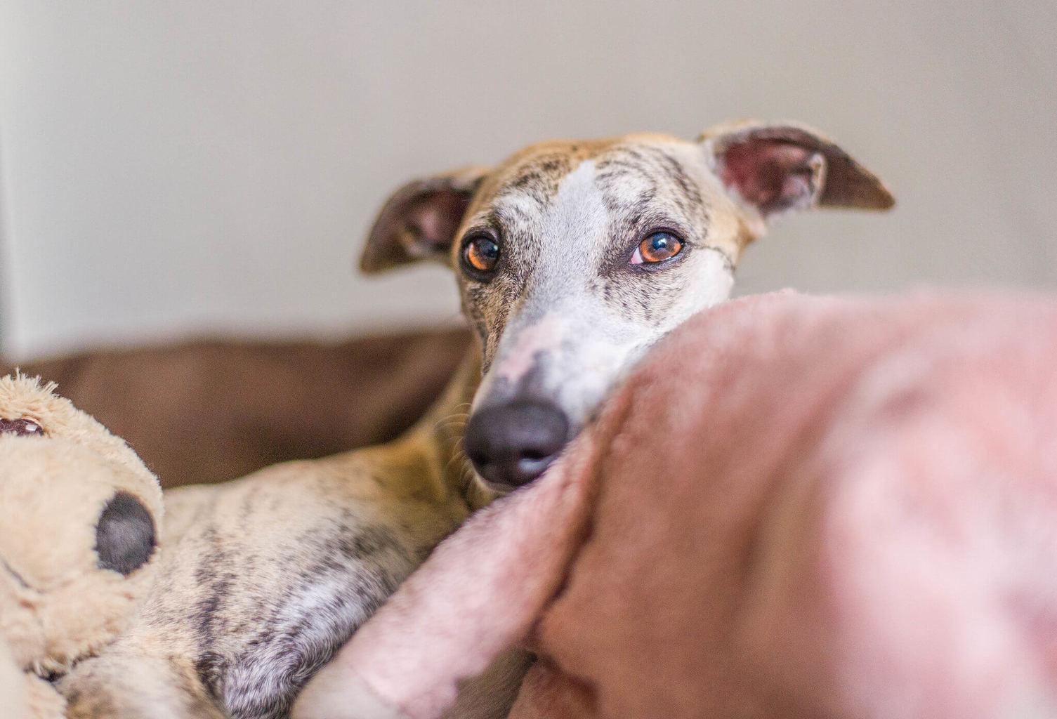 are whippet puppies lazy