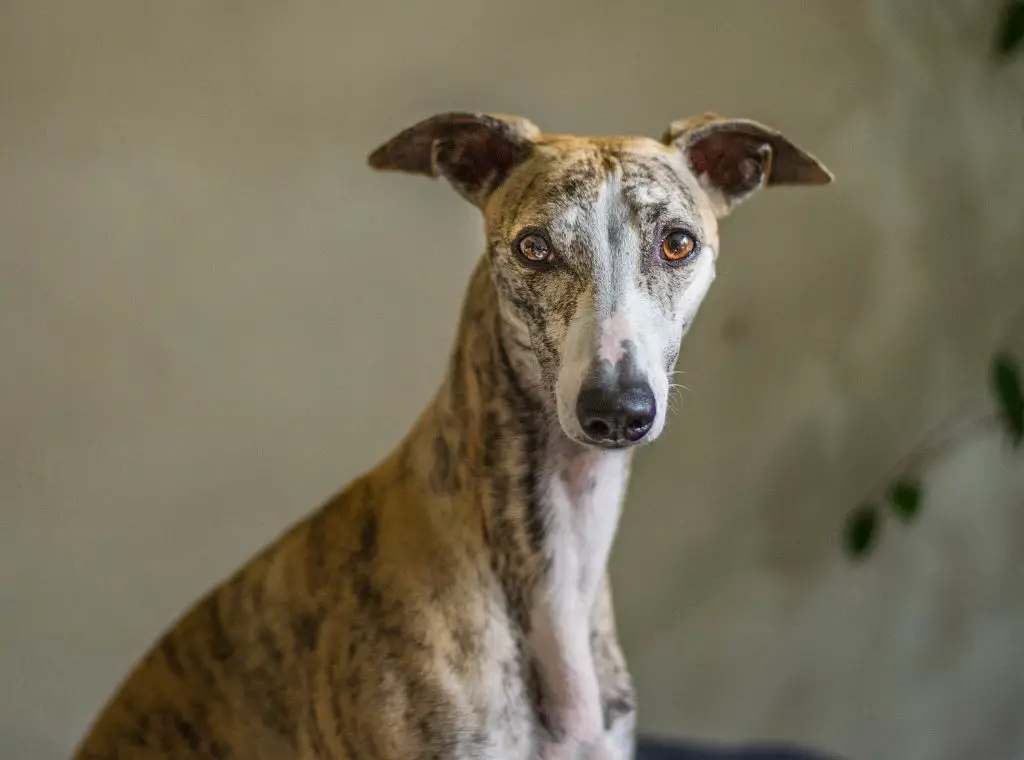 brindle whippet