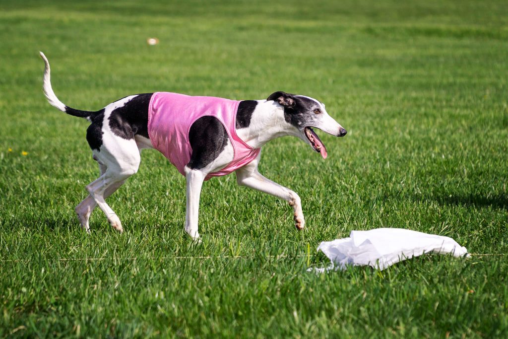 how to train a whippet to race
