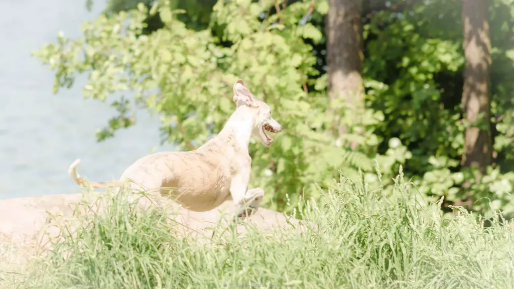 how to raise a whippet puppy while working full time