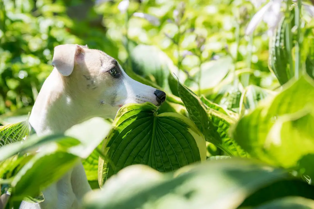 are whippet puppies destructive?