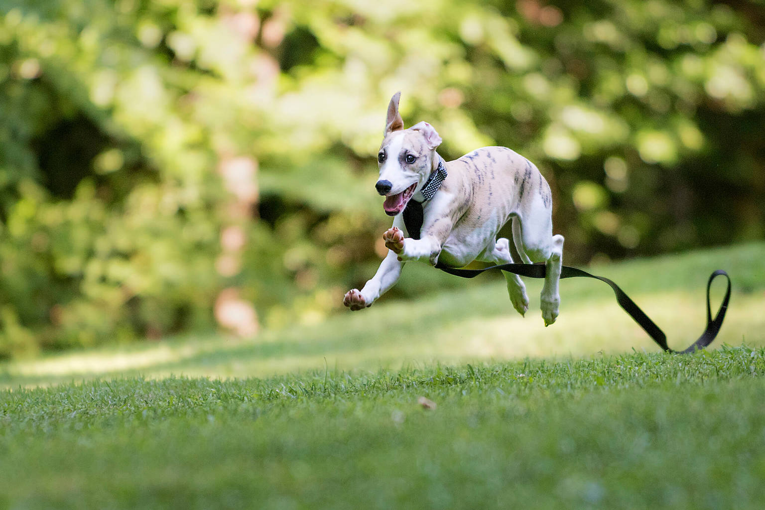 How To Raise A Whippet Puppy While Working Full Time WhippetCentral