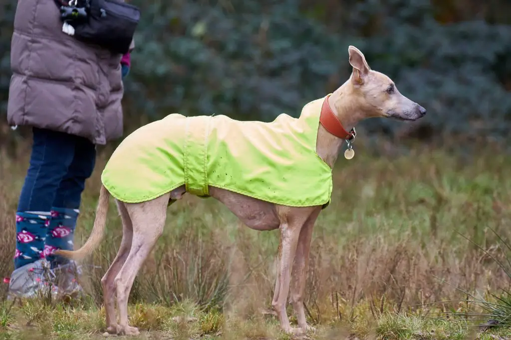 are whippets obedient dogs?