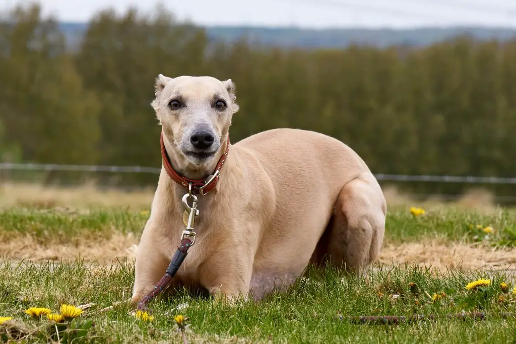 are whippets obedient dogs?