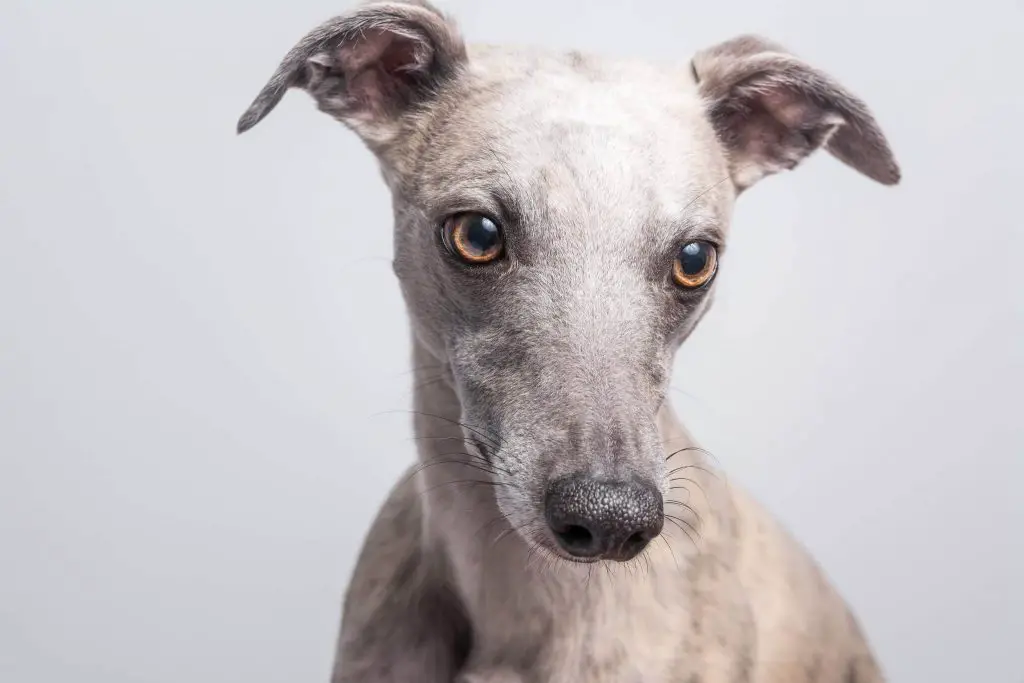 how to remove ticks and fleas from your whippet