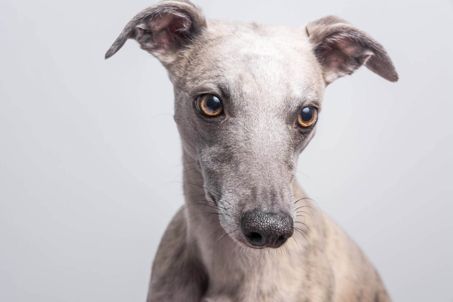 How To Remove Ticks And Fleas From Your Whippet - WhippetCentral