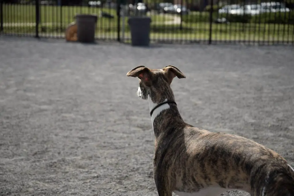 what to do with an obese whippet