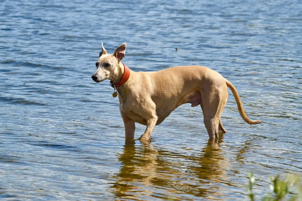 whippet health problems you should know about