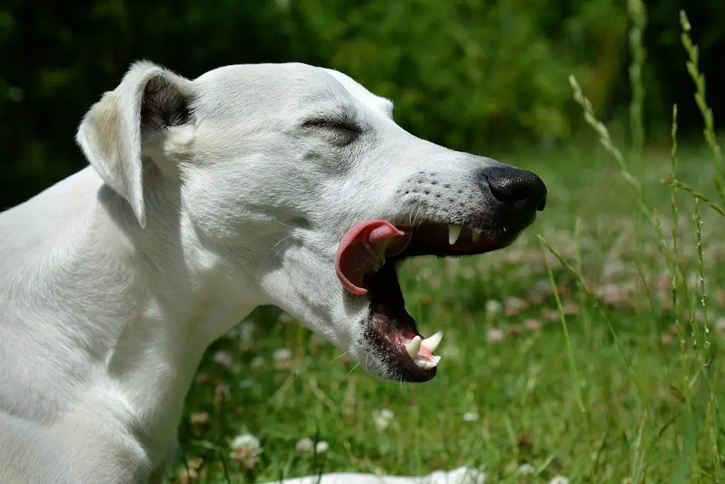 how to remove ticks and fleas from your whippet