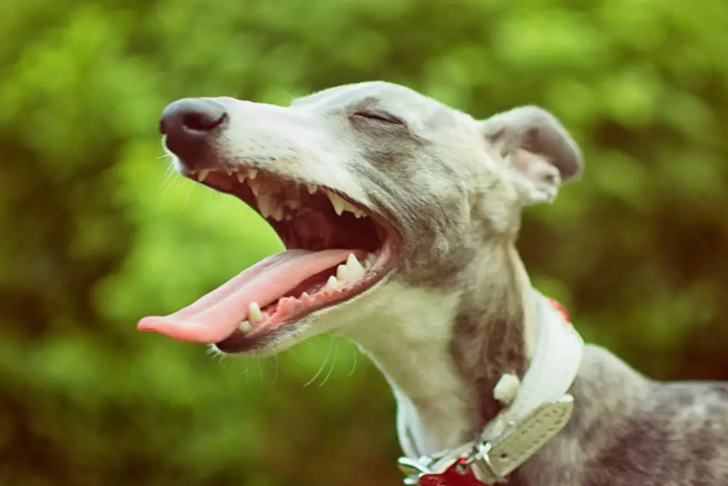 what does working whippet mean?