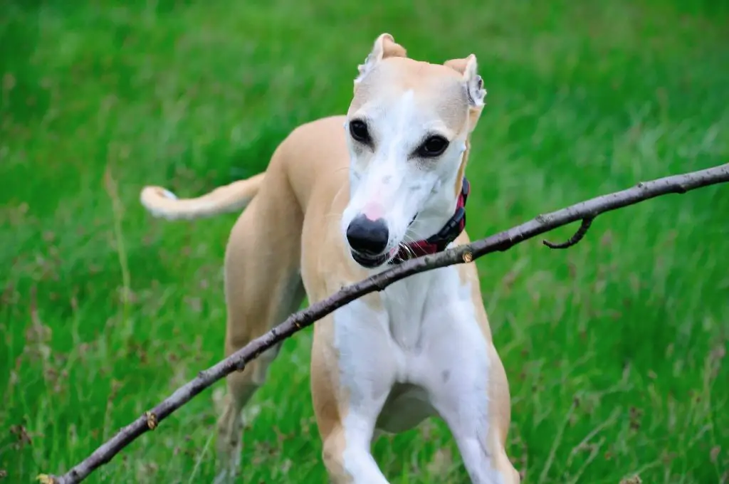 are whippets good for seniors?