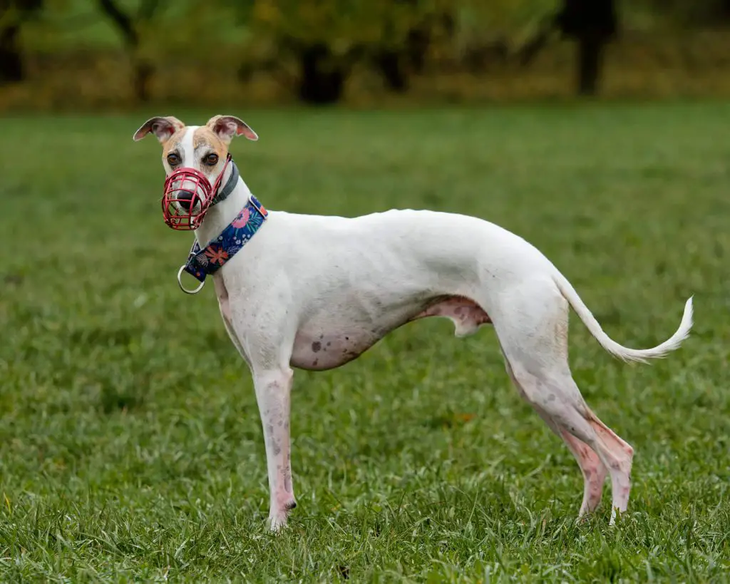 best dog muzzles for whippets