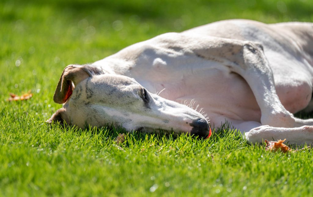 how long should your whippets nails be