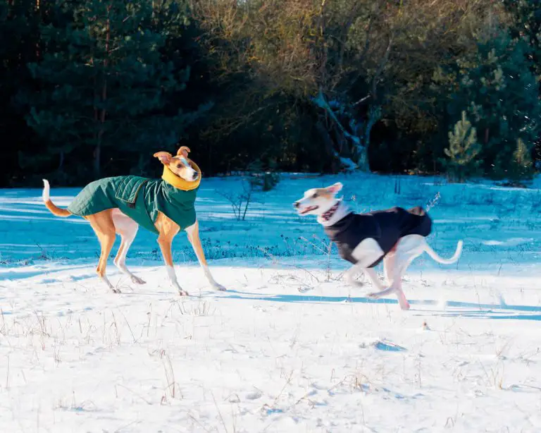 Do Whippets Attach To One Person? WhippetCentral