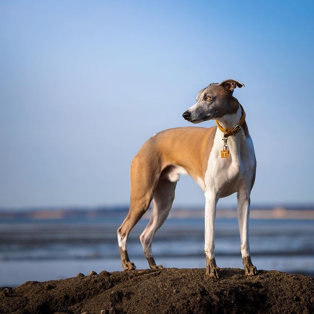 can a whippet live with a rabbit