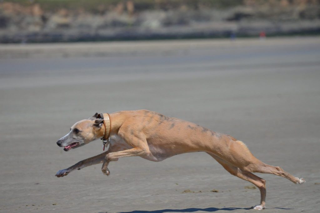how fast can whippets run?