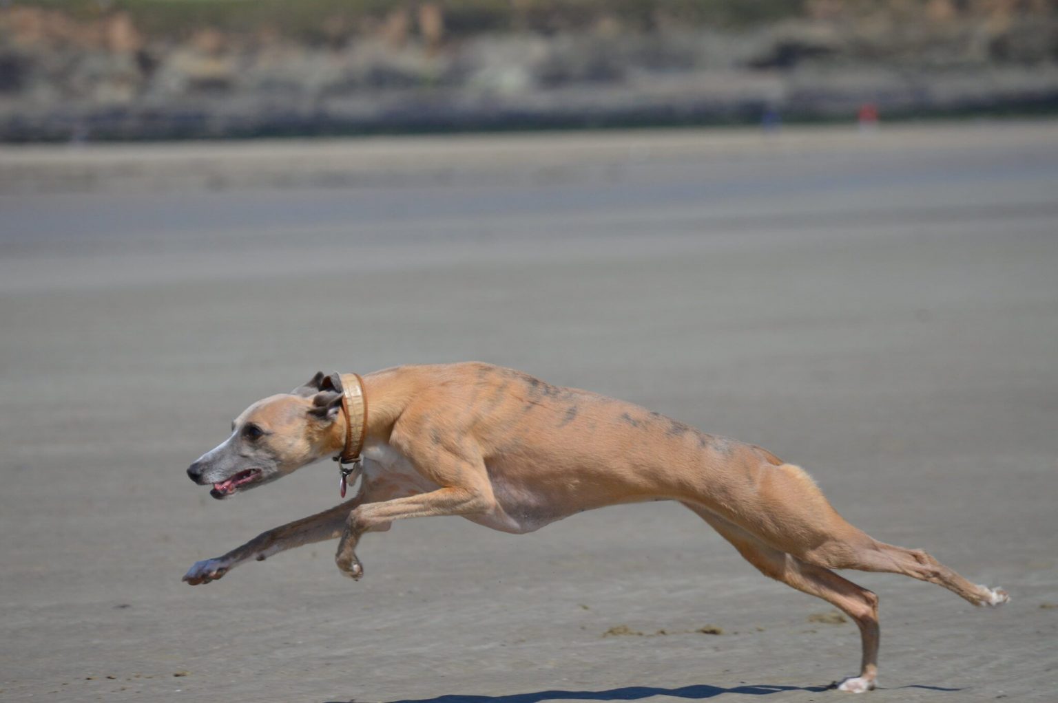 How Fast Can Whippets Run? WhippetCentral
